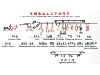 牛羊屠宰工艺示意图 牛羊屠宰工艺示意图